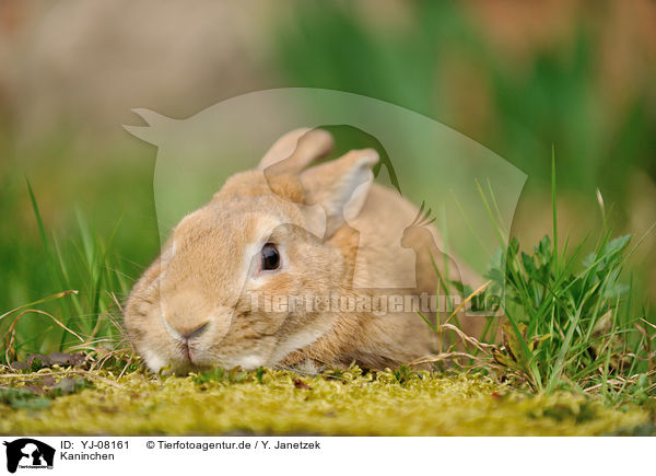Kaninchen / rabbit / YJ-08161