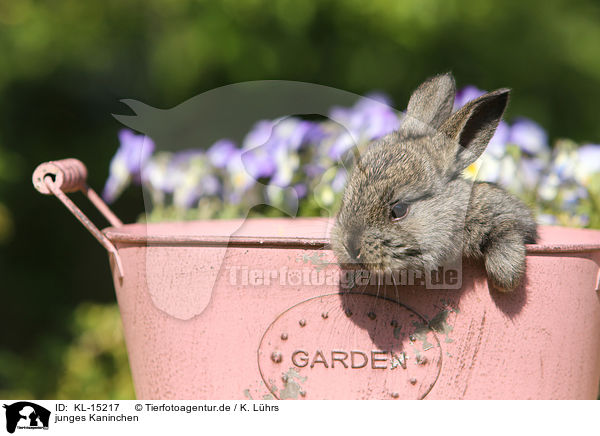 junges Kaninchen / young rabbit / KL-15217