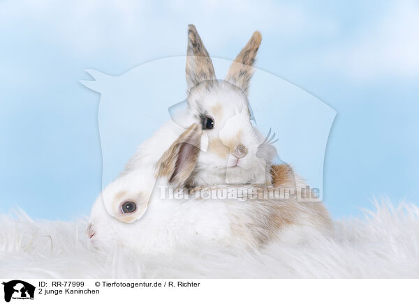 2 junge Kaninchen / 2 young rabbits / RR-77999
