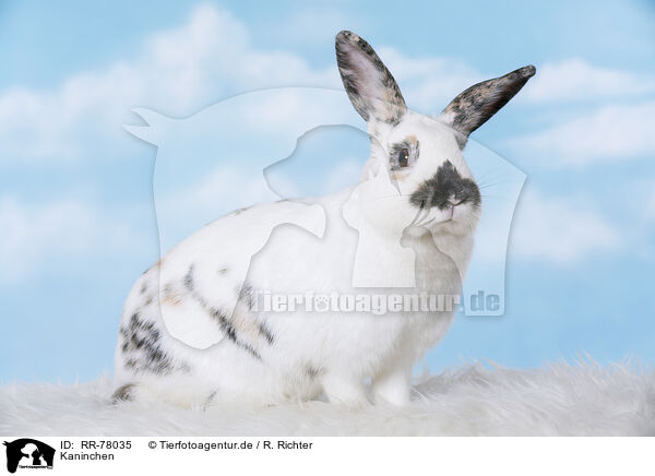Kaninchen / rabbit / RR-78035