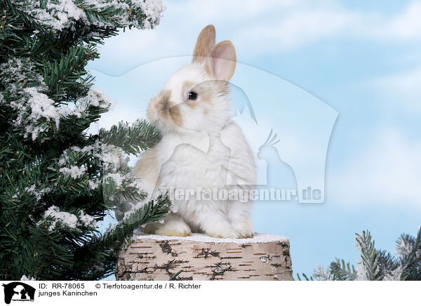 junges Kaninchen / young rabbit / RR-78065