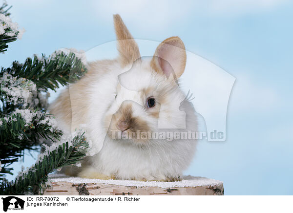 junges Kaninchen / young rabbit / RR-78072