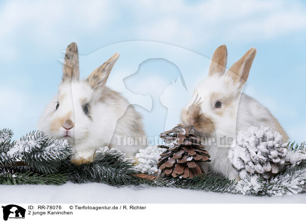 2 junge Kaninchen / 2 young rabbits / RR-78076