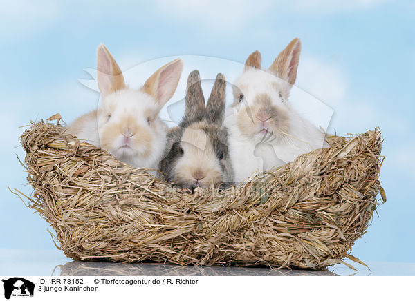 3 junge Kaninchen / 3 young rabbits / RR-78152
