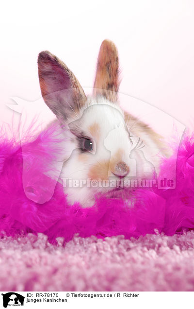 junges Kaninchen / young rabbit / RR-78170