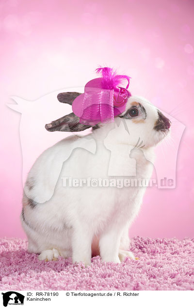 Kaninchen / rabbit / RR-78190