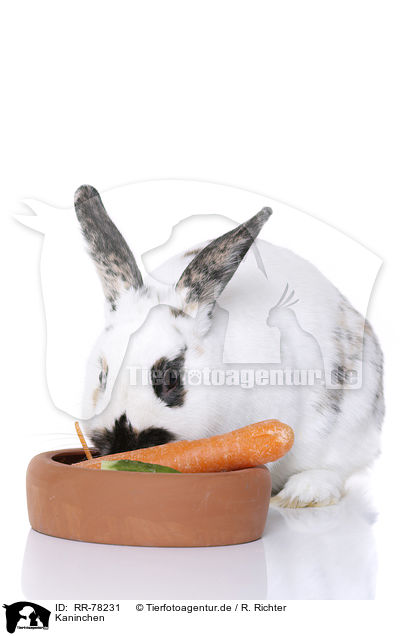 Kaninchen / rabbit / RR-78231
