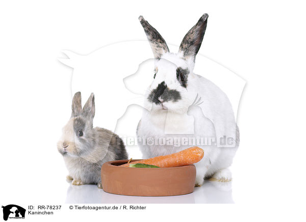 Kaninchen / rabbits / RR-78237