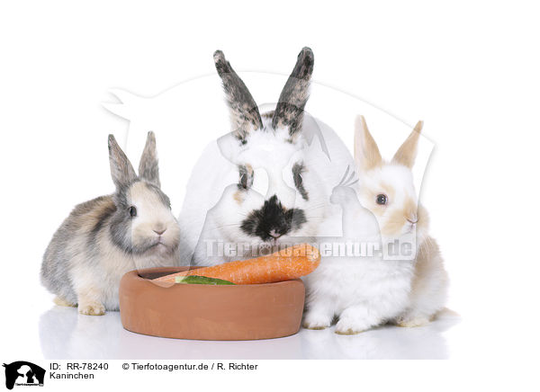 Kaninchen / rabbits / RR-78240