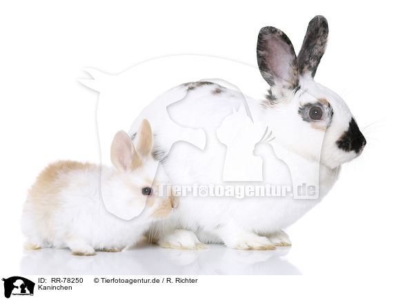 Kaninchen / RR-78250