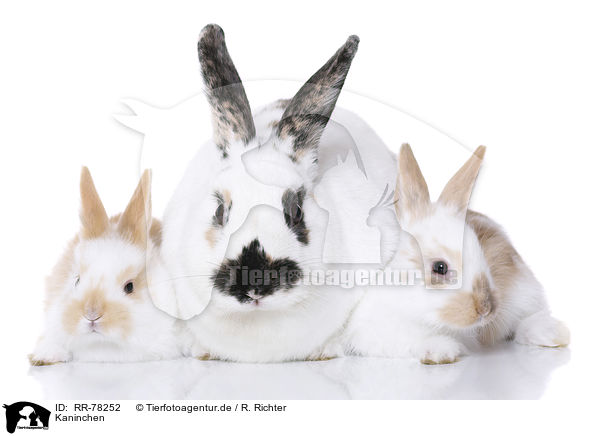Kaninchen / RR-78252