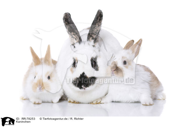 Kaninchen / RR-78253