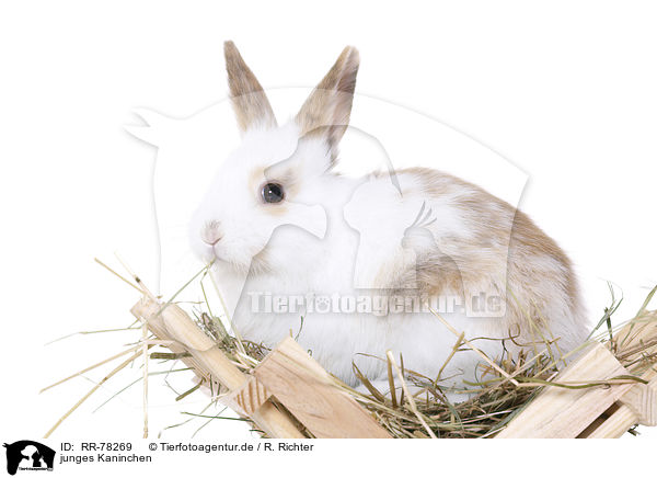 junges Kaninchen / young rabbit / RR-78269