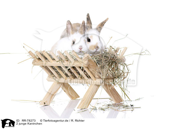 2 junge Kaninchen / 2 young rabbits / RR-78273