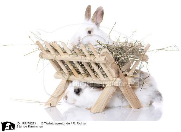 2 junge Kaninchen / 2 young rabbits / RR-78274