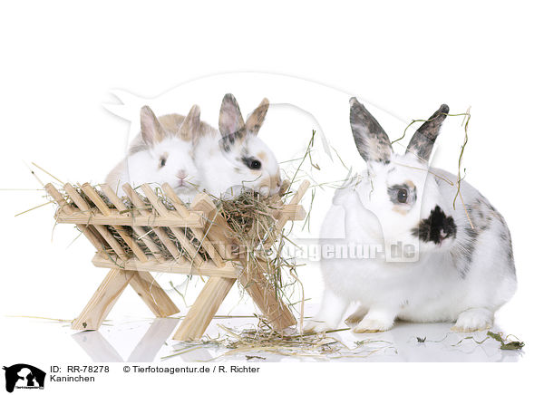 Kaninchen / rabbits / RR-78278