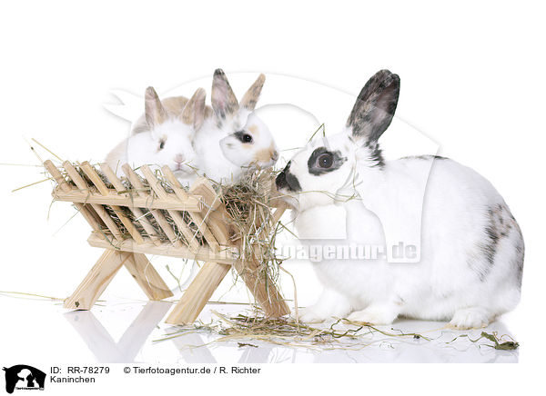 Kaninchen / rabbits / RR-78279