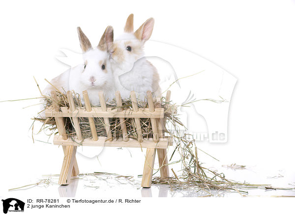 2 junge Kaninchen / 2 young rabbits / RR-78281