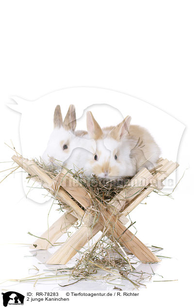 2 junge Kaninchen / 2 young rabbits / RR-78283