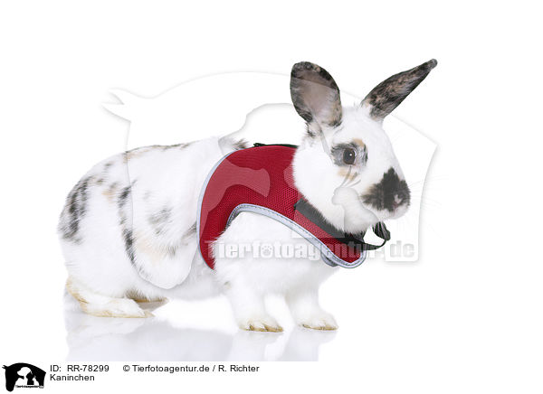 Kaninchen / rabbit / RR-78299