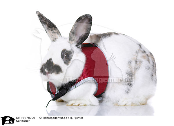 Kaninchen / rabbit / RR-78300