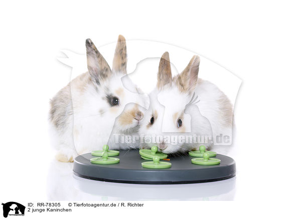 2 junge Kaninchen / 2 young rabbits / RR-78305