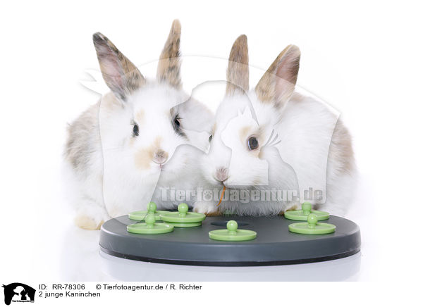 2 junge Kaninchen / RR-78306