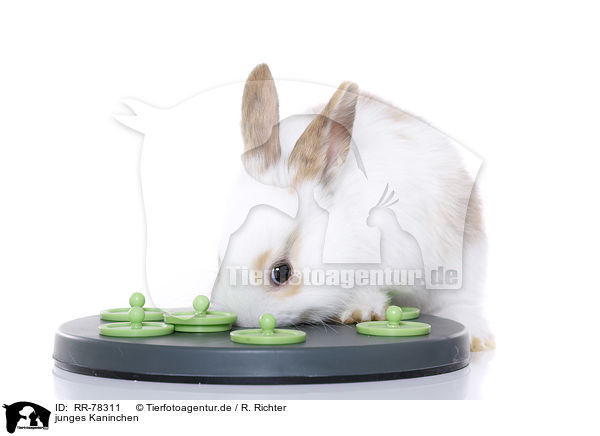 junges Kaninchen / RR-78311