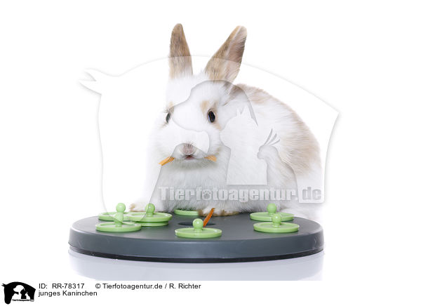 junges Kaninchen / young rabbit / RR-78317