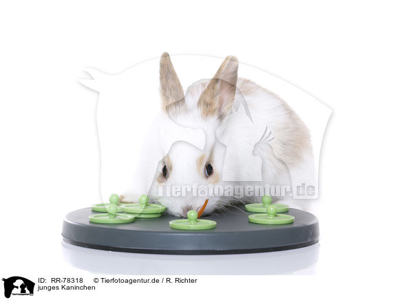 junges Kaninchen / RR-78318