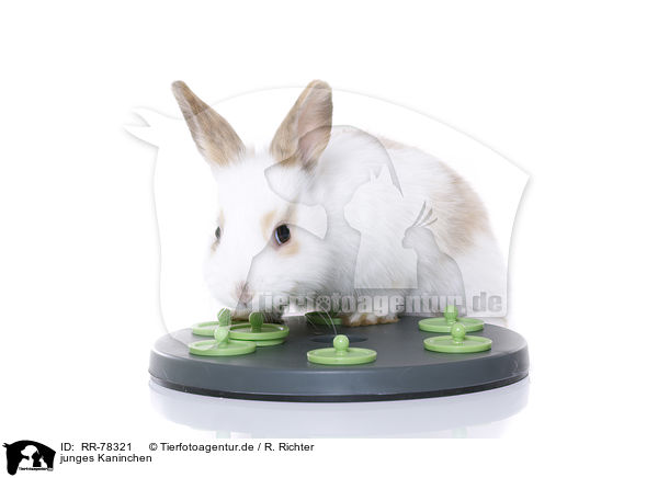 junges Kaninchen / RR-78321