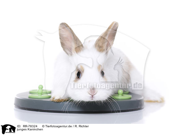 junges Kaninchen / young rabbit / RR-78324