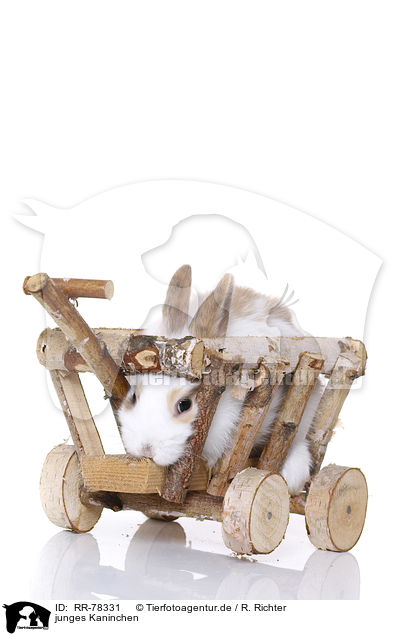 junges Kaninchen / RR-78331