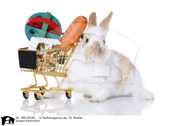 junges Kaninchen / young rabbit / RR-78348