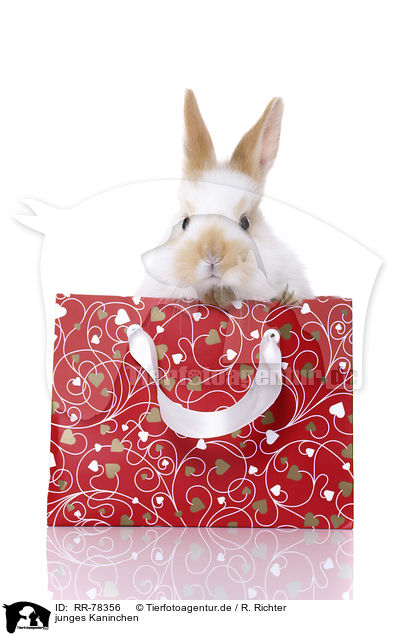 junges Kaninchen / young rabbit / RR-78356