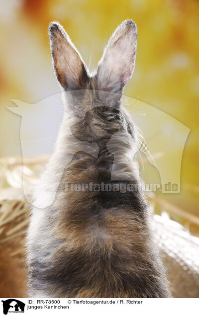 junges Kaninchen / young rabbit / RR-78500