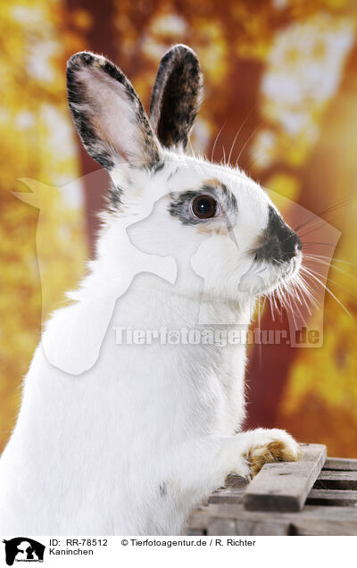 Kaninchen / rabbit / RR-78512