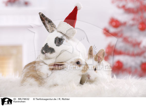 Kaninchen / rabbits / RR-78632