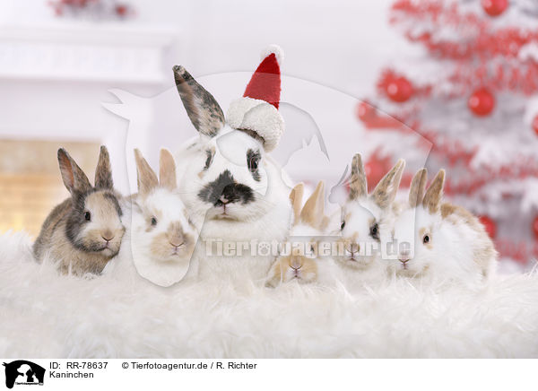 Kaninchen / rabbits / RR-78637