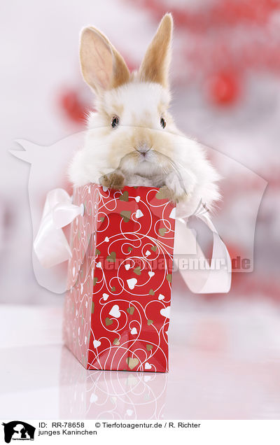 junges Kaninchen / young rabbit / RR-78658