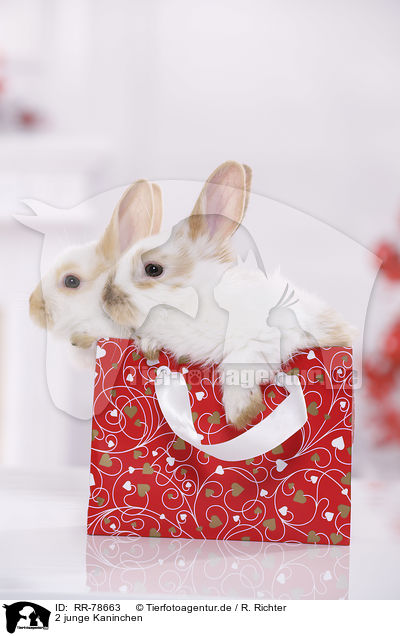 2 junge Kaninchen / 2 young rabbits / RR-78663