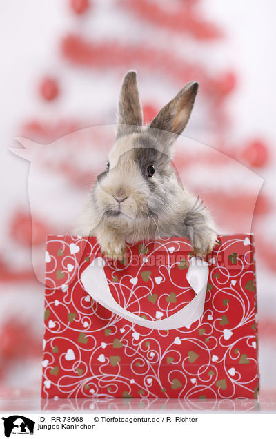 junges Kaninchen / young rabbit / RR-78668