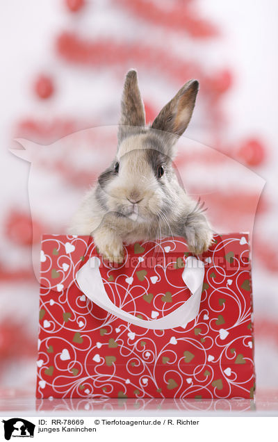 junges Kaninchen / young rabbit / RR-78669