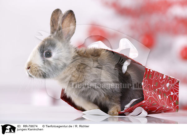 junges Kaninchen / young rabbit / RR-78674