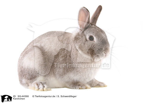Kaninchen / SS-44566