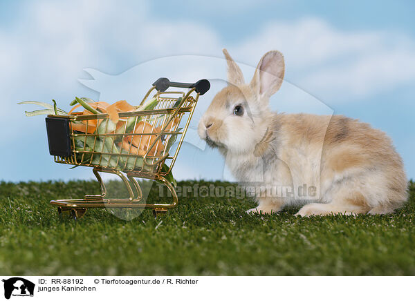 junges Kaninchen / young rabbit / RR-88192