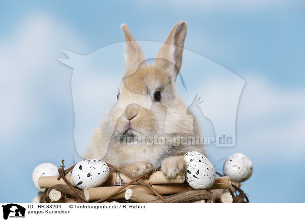 junges Kaninchen / young rabbit / RR-88204