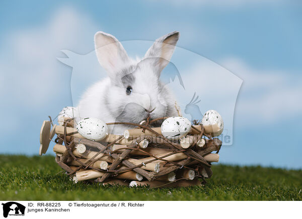 junges Kaninchen / young rabbit / RR-88225