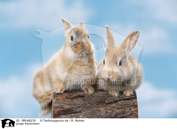 junge Kaninchen / young rabbits / RR-88276
