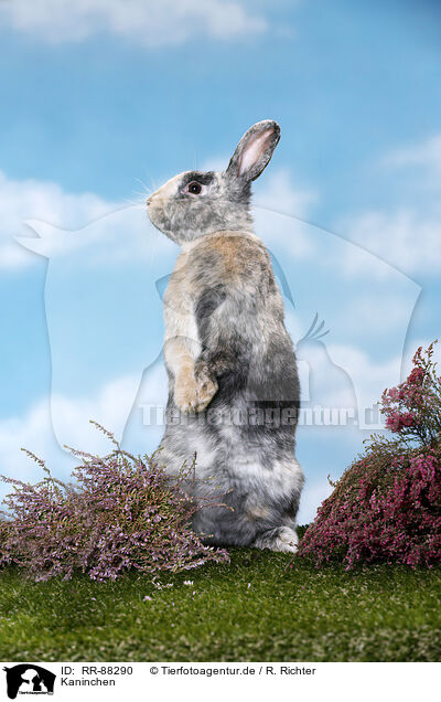 Kaninchen / rabbit / RR-88290